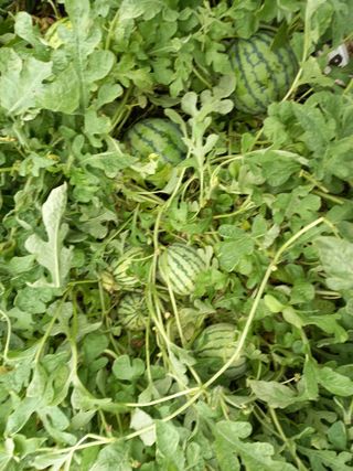 남돌돌님의 8월 내 작물 자랑하기 · 참여글 작성글 사진