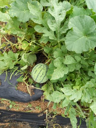 남돌돌님의 8월 내 작물 자랑하기 · 참여글 작성글 사진