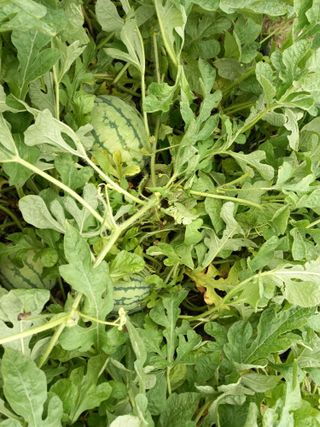 남돌돌님의 8월 내 작물 자랑하기 · 참여글 작성글 사진