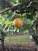 팜모닝 8월 내 작물 자랑하기·참여글 게시글 이미지