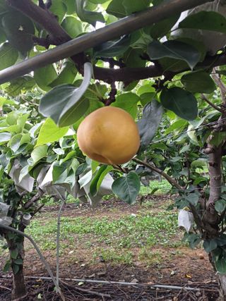 원종남님의 8월 내 작물 자랑하기 · 참여글 작성글 사진