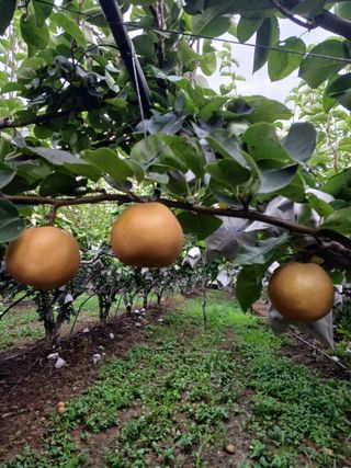 원종남님의 8월 내 작물 자랑하기 · 참여글 작성글 사진