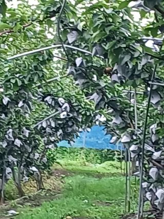 원종남님의 8월 내 작물 자랑하기 · 참여글 작성글 사진