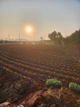 무안최향숙님의 8월 내 작물 자랑하기 · 참여글 작성글 사진