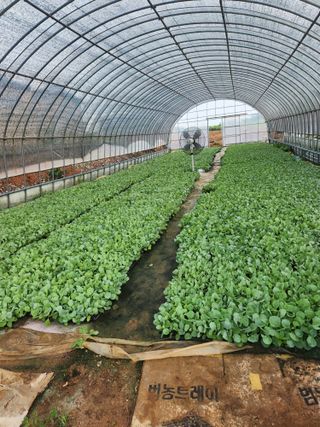 무안최향숙님의 8월 내 작물 자랑하기 · 참여글 작성글 사진