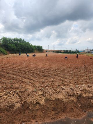 무안최향숙님의 8월 내 작물 자랑하기 · 참여글 작성글 사진