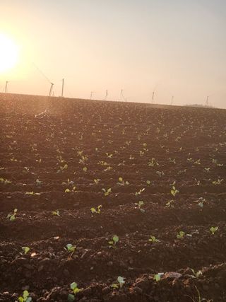 무안최향숙님의 8월 내 작물 자랑하기 · 참여글 작성글 사진