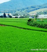 팜모닝 벼·자유게시판 게시글 이미지