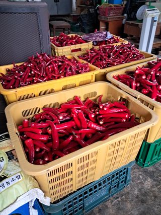 리포님의 고추 · 영농일지 작성글 사진