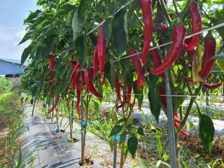 노고단님의 고추 · 일상 작성글 사진