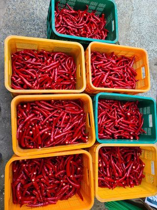 노고단님의 고추 · 일상 작성글 사진