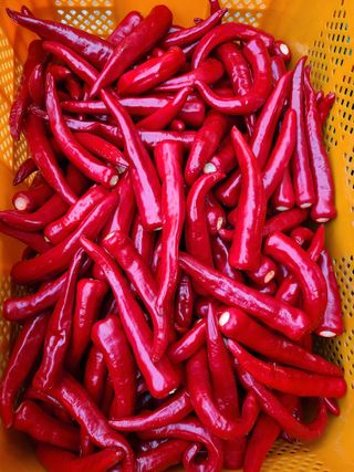 노고단님의 고추 · 일상 작성글 사진