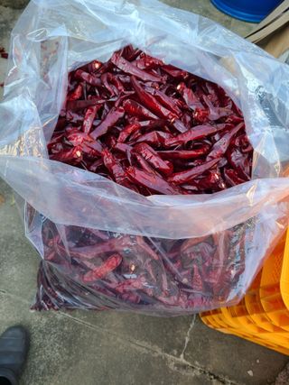 노고단님의 고추 · 일상 작성글 사진