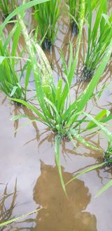 팜모닝 벼·병해충상담 게시글 이미지