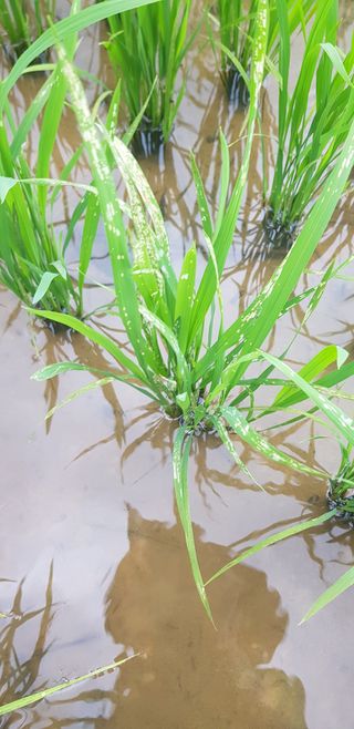 altjs8301님의 벼 · 병해충상담 작성글 사진