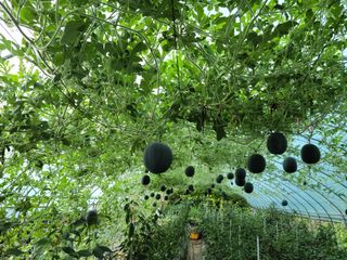 다소농원님의 8월 내 작물 자랑하기 · 참여글 작성글 사진