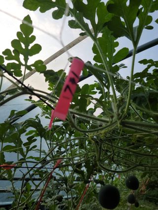 다소농원님의 8월 내 작물 자랑하기 · 참여글 작성글 사진