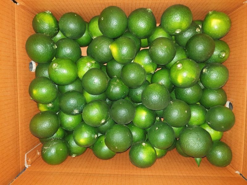 장터 상품 [서귀포 풋귤(청귤) 판매합니다] 썸네일