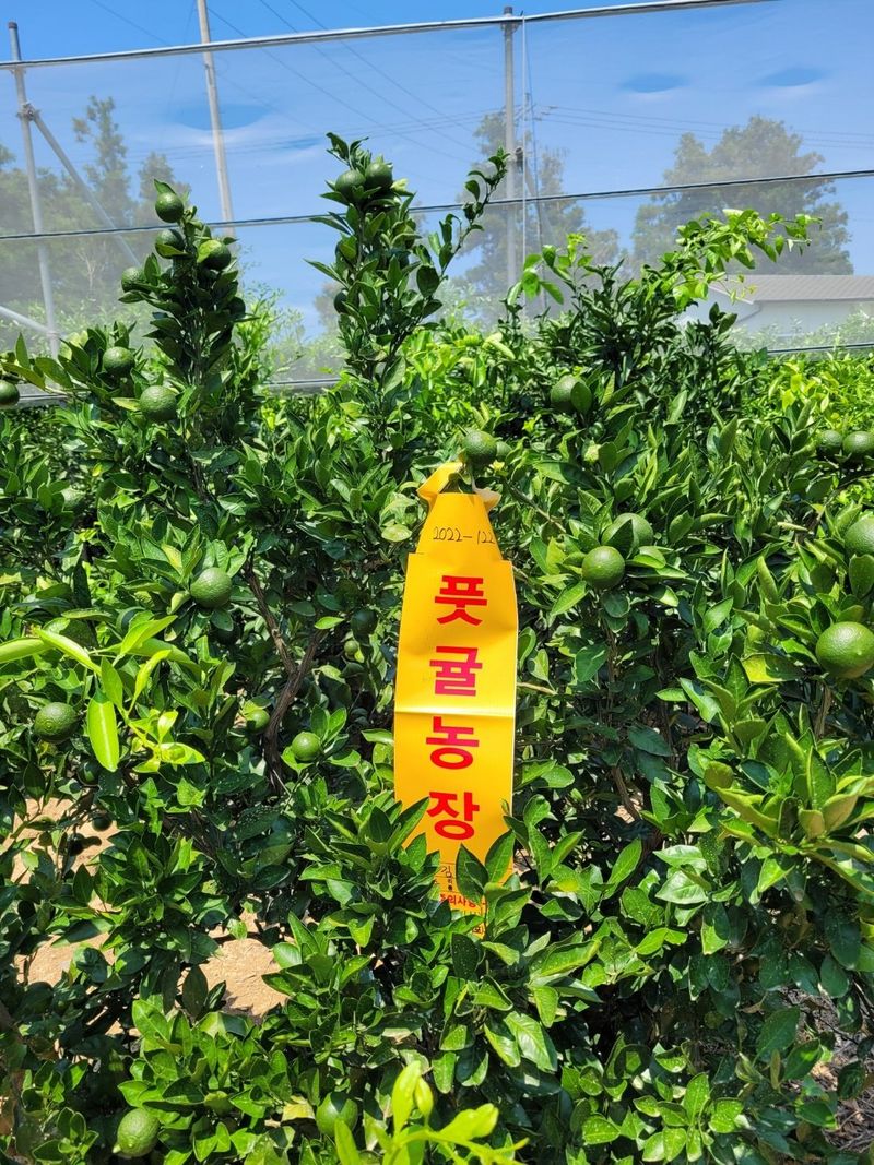 김경철님의 장터 판매 상품 [서귀포 풋귤(청귤) 판매합니다] 첨부 사진