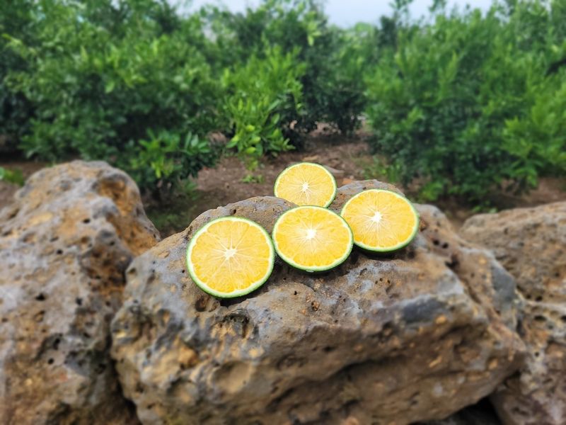 김경철님의 장터 판매 상품 [서귀포 풋귤(청귤) 판매합니다] 첨부 사진