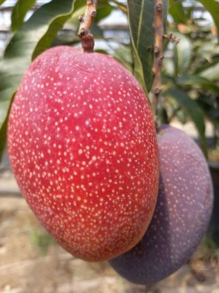 통큰열매님의 8월 내 작물 자랑하기 · 참여글 작성글 사진