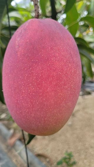 통큰열매님의 8월 내 작물 자랑하기 · 참여글 작성글 사진