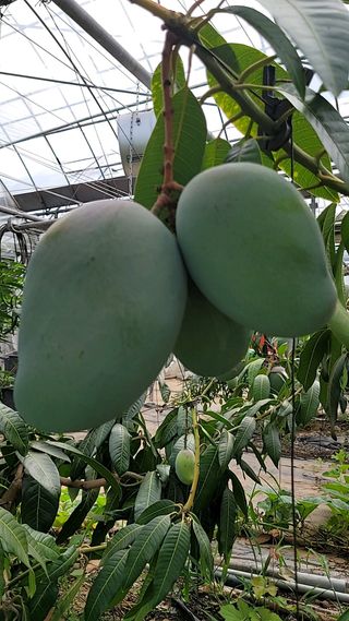 통큰열매님의 8월 내 작물 자랑하기 · 참여글 작성글 사진