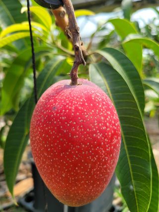 통큰열매님의 8월 내 작물 자랑하기 · 참여글 작성글 사진