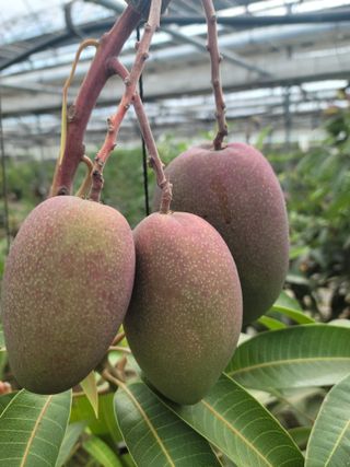 통큰열매님의 8월 내 작물 자랑하기 · 참여글 작성글 사진