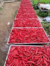 팜모닝 고추·수확 게시글 이미지