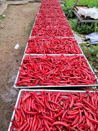 하산주님의 고추 · 수확 작성글 사진