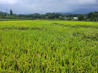 안동현님의 8월 내 작물 자랑하기 · 참여글 작성글 사진