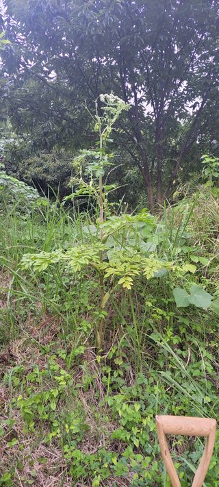윤석돈님의 기타작물 · 병해충상담 작성글 사진