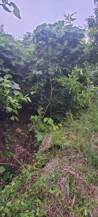 윤석돈님의 기타작물 · 병해충상담 작성글 사진