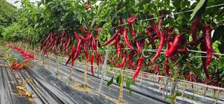 수여농장님의 고추 · 영농일지 작성글 사진