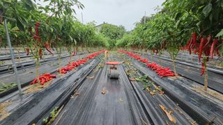 수여농장님의 고추 · 영농일지 작성글 사진