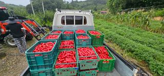 수여농장님의 고추 · 영농일지 작성글 사진