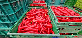 수여농장님의 고추 · 영농일지 작성글 사진