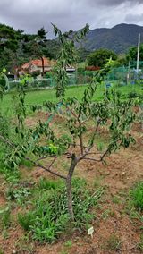 팜모닝 기타작물·병해충상담 게시글 이미지