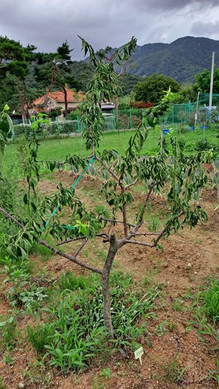 나무사랑님의 기타작물 · 병해충상담 작성글 사진