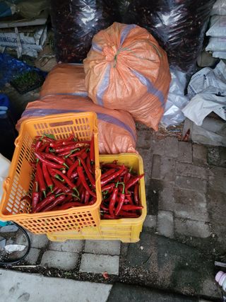 찬균park님의 고추 · 수확 작성글 사진