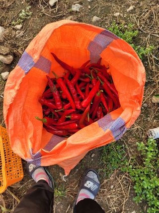 찬균park님의 고추 · 수확 작성글 사진