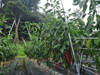 최유진님의 고추 · 수확 작성글 사진