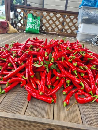 최유진님의 고추 · 수확 작성글 사진