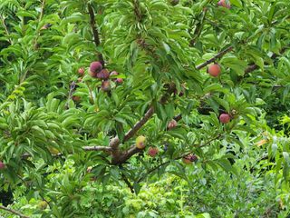 조용오님의 자두 · 병해충상담 작성글 사진