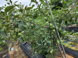 조용오님의 자두 · 병해충상담 작성글 사진