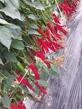 팜모닝 8월 내 작물 자랑하기·참여글 게시글 이미지