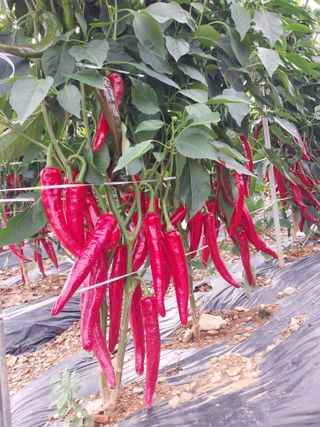 차민주님의 8월 내 작물 자랑하기 · 참여글 작성글 사진