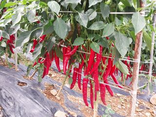 차민주님의 8월 내 작물 자랑하기 · 참여글 작성글 사진