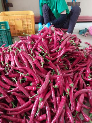 차민주님의 8월 내 작물 자랑하기 · 참여글 작성글 사진